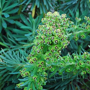 Euphorbia characias 'Black Pearl'