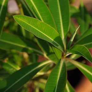 Euphorbia mellifera