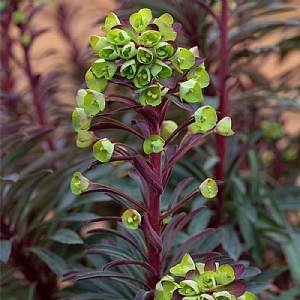 Euphorbia 'Miners Merlot'