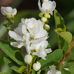 Exochorda 'Niagara'