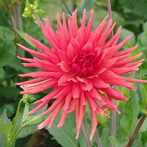 Dahlia 'Autumn Orange'