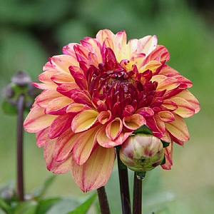 Dahlia 'Autumn Pumpkin'