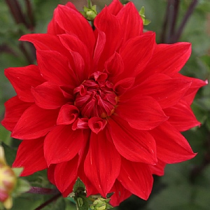 Dahlia 'Babylon Red'