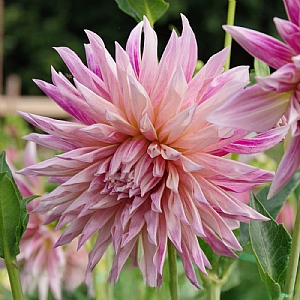 Dahlia 'Café de Paris'