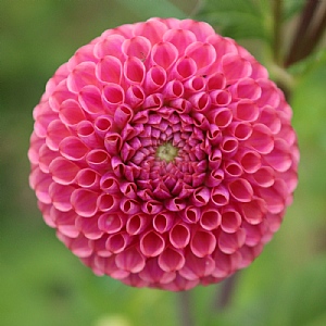 Dahlia 'Caitlin's Joy'
