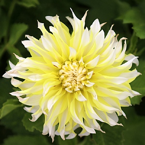 Dahlia 'Calgary Flames'