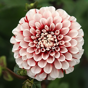 Dahlia 'Cum Laude'