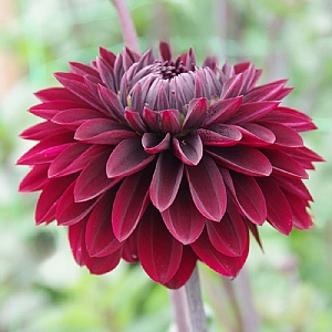 Dahlia 'Dark Destiny'