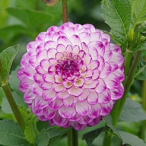 Dahlia 'Dreaming Maid'