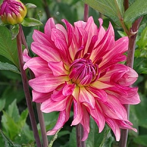 Dahlia 'Dutch Delight'