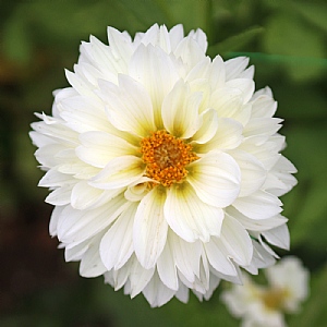 Dahlia 'Gitts Attention'