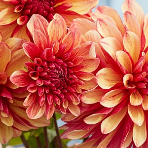 Dahlia 'Gitts Crazy'