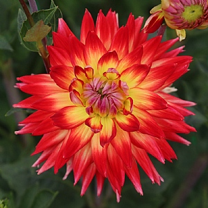 Dahlia 'Karma Bon Bini'