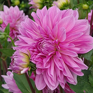 Dahlia 'Lavender Perfection'