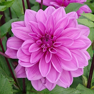 Dahlia 'Lilac Time'