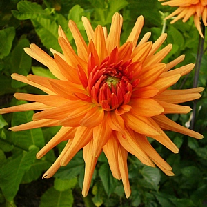 Dahlia 'Ludwig Helfert'