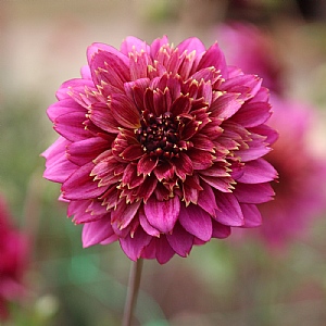 Dahlia 'Mambo NL'