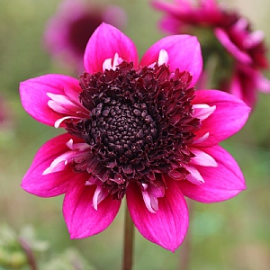 Dahlia 'Missis Amy'