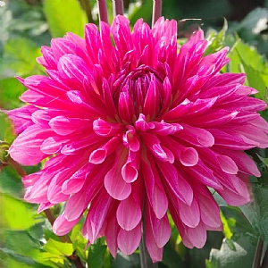 Dahlia 'Misses Dutch'