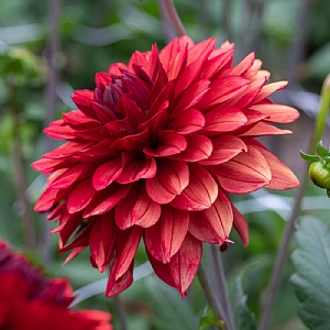 Dahlia 'Misses Miley'