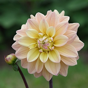 Dahlia 'Mondriaan'