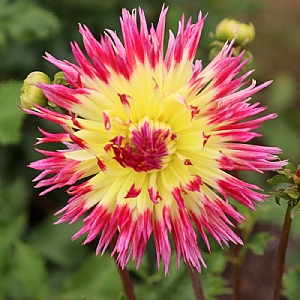 Dahlia 'Myrtle's Folly'