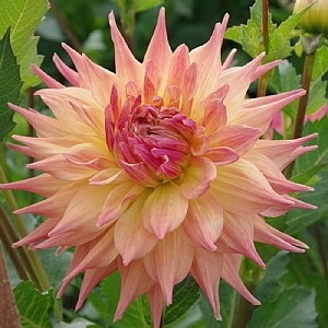 Dahlia 'Penhill Autumn Shade'