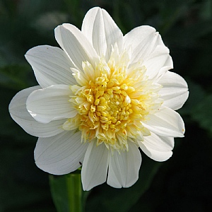 Dahlia 'Platinum Blonde'