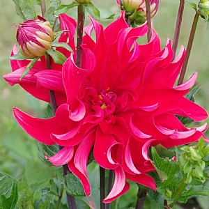 Dahlia 'Red Labyrinth'