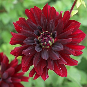 Dahlia 'Rip City'