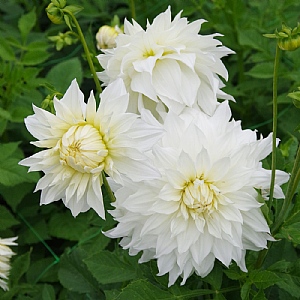 Dahlia 'Snowbound'