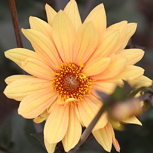 Dahlia 'Sunrich Orange'