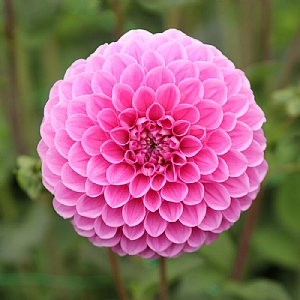 Dahlia 'Sweet Fabienne'