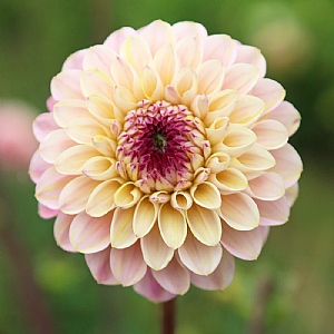 Dahlia 'Wine Eyed Jill'
