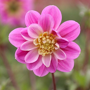 Dahlia 'Take Off'