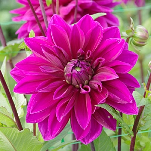 Dahlia 'Thomas A. Edison'