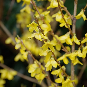 Forsythia x intermedia 'Week End'