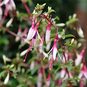 Fuchsia magellanica 'Arauco'