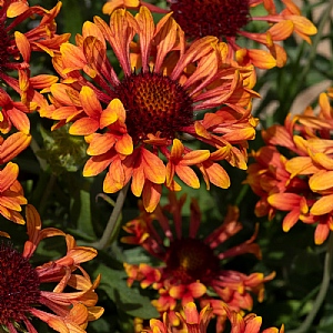 Gaillardia x grandiflora 'Fanfare Amber Glow'