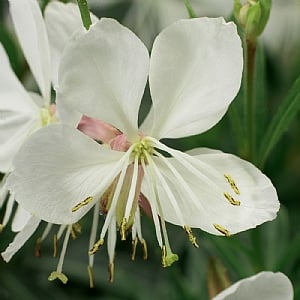 Gaura lindheimeri 'Geyser White'