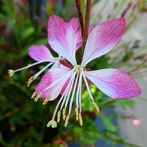 Gaura lindheimeri 'Little Janie'