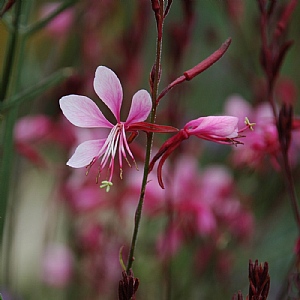 Gaura lindheimeri 'Rosyjane'