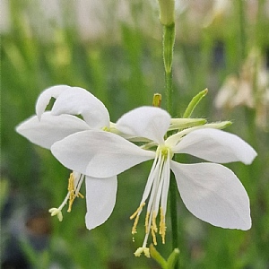 Gaura lindheimeri 'Snowbird'