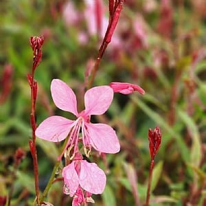 Gaura 'Tutti Frutti'