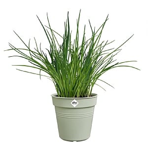 Elho Green Basics Growpot - Various Colours (15cm)