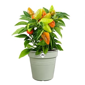 Elho Green Basics Growpot 21cm (Various Colours)