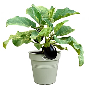 Elho Green Basics Growpot 24cm (Various Colours)