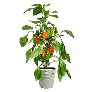 Elho Green Basics Growpot 35cm (Various Colours)