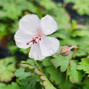 Geranium x cantabrigiense 'Biokovo'