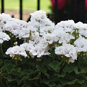 Geranium 'Galaxy White'